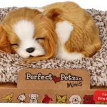 Schlafendes Welpen Cavalier King Charles Perfect Petzzz