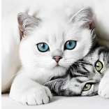 Diamantmalerei Katzengeheimnis 30 × 40 cm Norimpex