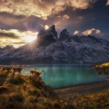 Puzzle Chile Lamy Guanako 1000 Teile