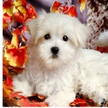 Diamantmalerei – weißes Welpe 30 × 40 cm