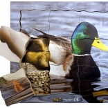 Geschichtetes Holzpuzzle Ente und ihr Lebenszyklus - 19 Teile