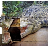Schichtpuzzle aus Holz Krokodil - Lebenszyklus