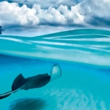 Panorama-Puzzle Stachelrochen - Kaimaninseln 1000 Teile