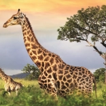 Puzzle Giraffenfamilie 1000 Teile