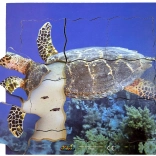 Holzschichtpuzzle Schildkröte - 19 Teile