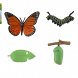 Entwicklungsmodell des Tagpfauenauges