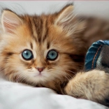 Puzzle Kätzchen EDUCA 200 Teile