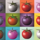 Puzzle Pop Art Tomaten 1000 Teile