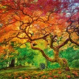 Cherry Pazzi Puzzle Baumkrone 1000 Teile