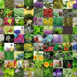 Puzzle RAVENSBURGER 1000 Teile 99 Kräuter