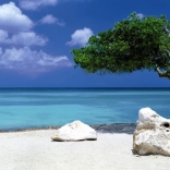 Panoramapuzzle Divi-Divi-Baum auf Aruba 1000 Teile HEYE