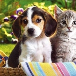 Diamantmalerei Freunde im Körbchen 30 × 40 cm