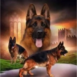 Diamantmalerei – Rudel Deutscher Schäferhunde 30 × 40 cm