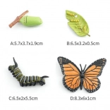 Figur Schmetterling in 4 Entwicklungsphasen