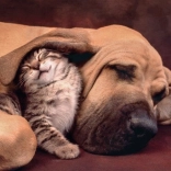 Puzzle Clementoni 500 Teile Cuddles