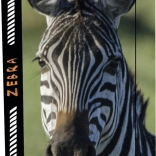 Box für Hefte A4 Jumbo mit Zebra-Motiv