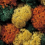 Dekoratives Moos Herbst von Noch