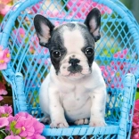 Puzzle 100 Teile Französische Bulldogge