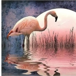 Norimpex Diamantmalerei Flamingo 30x40 cm