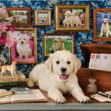 Puzzle Labrador 500 Teile