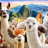 Puzzle 1000 Teile Llamas Selfie