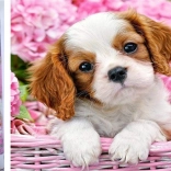 Diamantmalerei Welpe im rosa Körbchen 30 × 40 cm