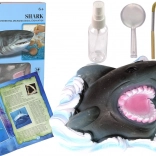 Bildungsset Erforschung des Ozeans - Hai und Trilobiten