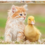 Educa Puzzle Niedliche Freunde 500 Teile