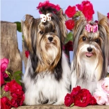 Diamantmalerei Hündchen in Rosen 30 × 40 cm