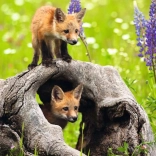 RAVENSBURGER Puzzle Neugierige Füchse XXL 300 Teile