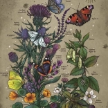 Puzzle Lebenszyklus eines Schmetterlings 1000 Teile