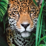 Puzzle 500 Teile Jaguar im Dschungel CLEMENTONI