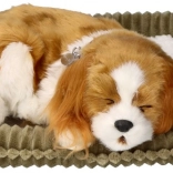 Atmendes Cavalier-Welpe