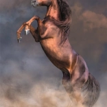 Puzzle Großer Roter Hengst