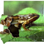 Just Jigsaws Frosch und sein Lebenszyklus - hölzernes Schichtpuzzle