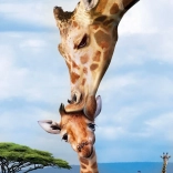 Eurographics Puzzle Rettet unseren Planeten: Giraffen XL 250 Teile