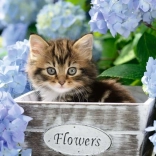 Puzzle RAVENSBURGER Kleines Kätzchen XXL 300 Teile