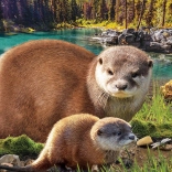 Puzzle Save Our Planet: Otter XL 250 Teile