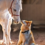 Puzzle mit 1000 Teilen – Pferd und Hund – einzigartige Freundschaft