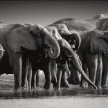 CLEMENTONI Panorama-Puzzle Herde der Riesen – 1000 Teile