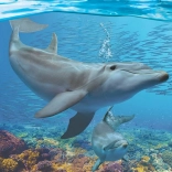 Eurographics Puzzle Delphine XL 250 Teile