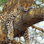 Puzzle Leopard 1000 Teile