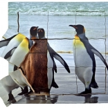 Just Jigsaws Holz-Schichtenpuzzle Pinguin und sein Lebenszyklus 19 Teile