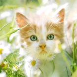 Diamantmalerei – Kätzchen zwischen Gänseblümchen 30 × 40 cm